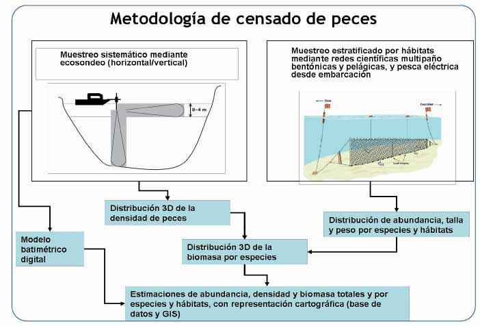 EMBALSES Estudios censales de peces Objetivo: elemento de calidad biológico para la valoración del potencial ecológico.
