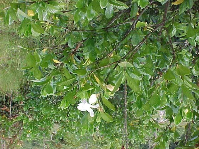 gardenia o jasmín