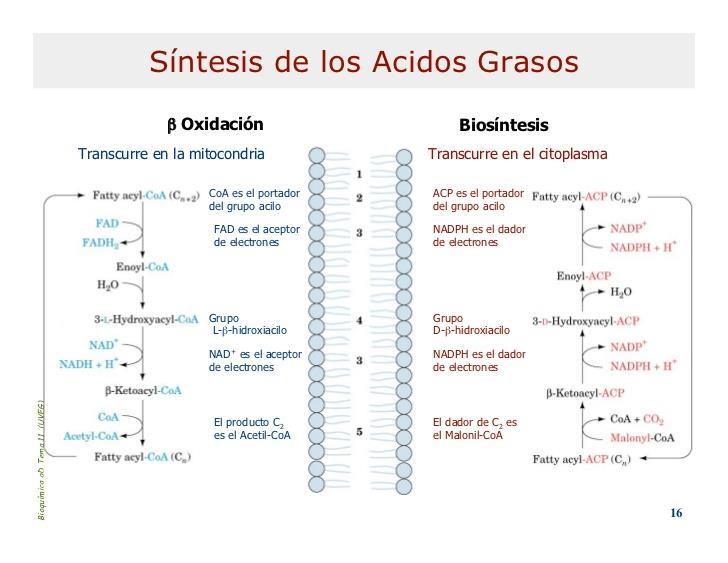 La biosíntesis de los ácidos grasos difiere de su oxidación Figura: