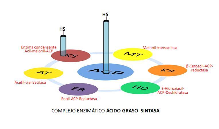 Posteriormente el Molonil-CoA y otras moléculas de Acetil- CoA se unen a una Proteína Transportadora de Acilos (ACP) (Acil