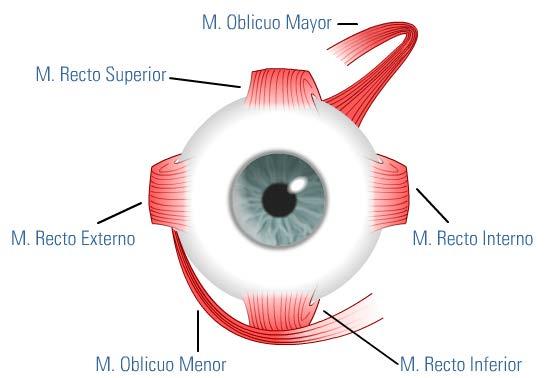 LOS MÚSCULOS OCULARES Los globos oculares se mueven para enfocar los distintos puntos de campo de la mirada gracias a la acción de un grupo de músculos estriados alojados en las cavidades orbitarias.