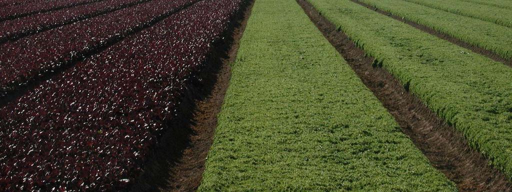 en México En el estado de Baja California, la superficie sembrada con cultivos orgánicos se ha incrementado paulatinamente ya que se tiene la ventaja de un mercado potencial en el