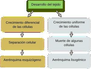 La esquizogenia es un proceso que se produce durante del desarrollo del órgano y que produce este tipo de parénquima por diferenciación celular.