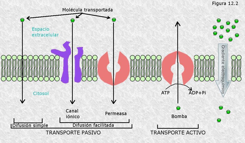 2-Transporte a través de la membrana. 2.