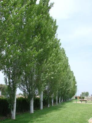 5) Álamo piramidal (populus nigra italica) Árbol de gran porte (hasta 20 m de altura) de hoja