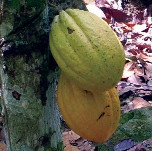Recuperación de plantaciones improductivas de cacao con prácticas orgánicas en el Occidente del país En los últimos 10 años, la producción de cacao en el Occidente del país se ha desarrollado bajo el
