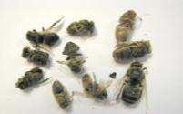 Investigación externa de las colonias Antes de ahumar las abejas investigaciones externas Piquera + Techo