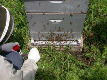 Muestras de abejas sintomáticas (o muertas) (3) Embalaje: Pequeños contenedores de plástico (40 ml) Como muestrear las abejas?