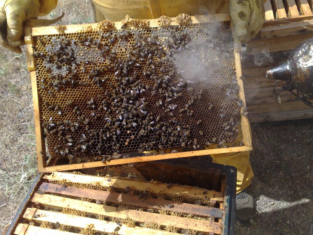 Investigación interna de las colonias seleccionadas Observar las abejas, la
