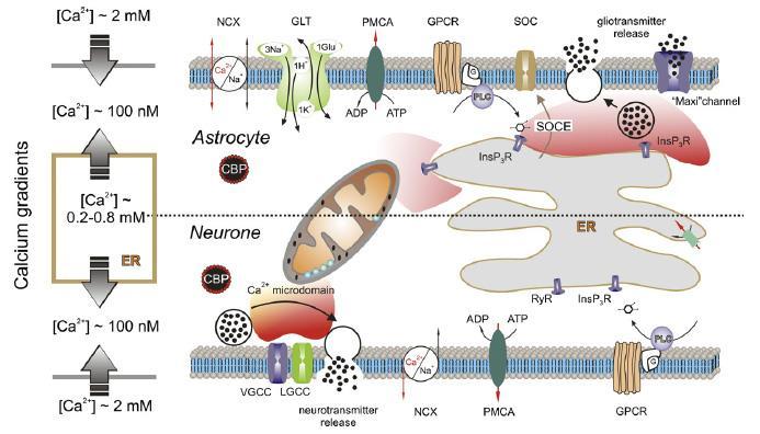 Astrocitos neuronas - calcio Nedergaard
