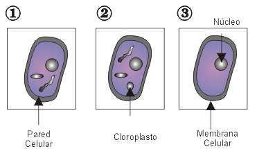4. En los organismos procariotas el material genético se encuentra en: A. en el núcleo B. en el citoplasma C. en el nucléolo D. en la mitocondria 5.