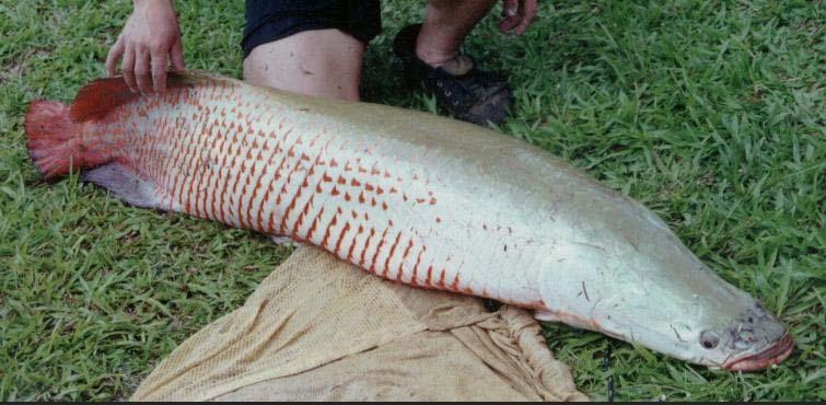 311 en el Amazonas hay abundancia de pescado, incorporándose esta actividad en la economía indígena y