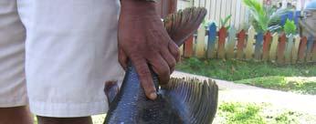 Los peces comúnmente capturados son el bagre, pintadillo, pirarucú, gamitana, sábalo, bocachico,