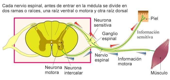 Las neuronas motoras presentan un cuerpo celular (cuerpo neuronal) en el que hay el núcleo y los orgánulos, una larga prolongación