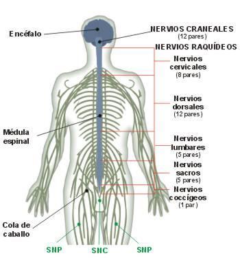 5. Partes del Sistema Nervioso Central (SNC). Son dos: el encéfalo y la médula espinal. a) Encéfalo.