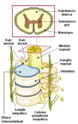 sustancia blanca formada por axones. El encéfalo presenta profundos entrantes (cisuras) que delimitan zonas lobuladas (circunvoluciones).
