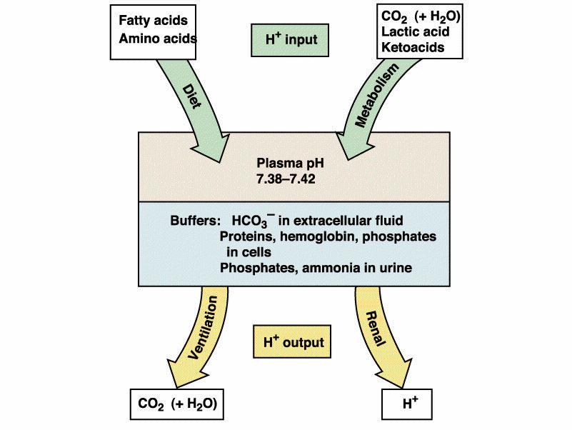 REGULACION DEL EQUILIBRIO ACIDO-BASE acidos grasos aa ENTRADAS DE H + CO 2 (H