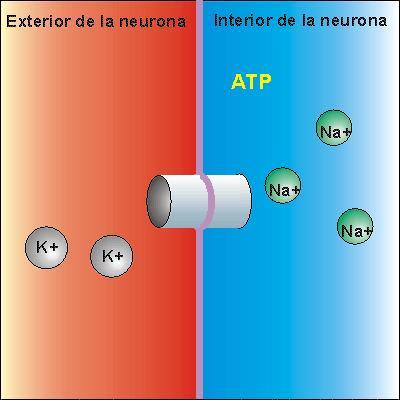 Además, en el interior de la neurona existen proteínas e iones con carga negativa.