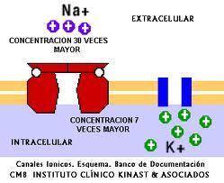 Impulso nervioso Conceptos básicos Ión: partícula con carga eléctrica. Na +, K +, Cl - Canal iónico: proteína de membrana que transporta iones en forma pasiva (difusión facilitada).