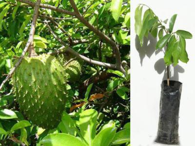 mangostana Fruto asiatico conosido