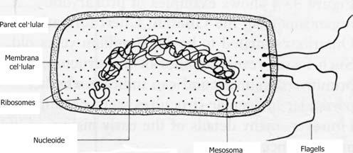 PROCARIOTES EUCARIOTES Estructura Estructura Característiques Característiques Cèl lules petites (1 10 µm) Cèl lules grans ( 10 100 µm) ADN no associat amb histones normalment circular Material