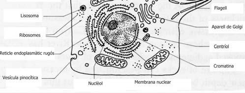 membranosos Mitocondris, cloroplasts, centríols, reticle endoplasmàtic i microtúbuls Ribosomes petits (70 S) Ribosomes grans (80 S) Parte cel lular químicament diferent de la dels eucariotes Sense