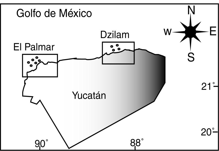3 Figura 1. Localización del {rea de estudio y estaciones de colecta de las dos ANP s de El Palmar (Sisal) en la Península de Yucat{n. croalgas por el procedimiento dado por De Wreede (1985).