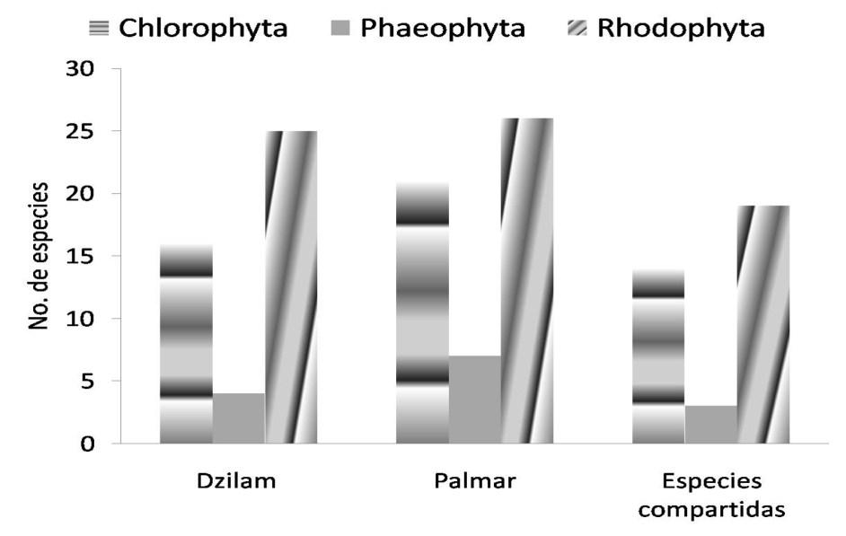 6 Figura 2. Número de especies por división y localidad. En hubo 45 especies (25 Rhodophyta, 16 Chlorophyta y 4 Phaeophyceae).