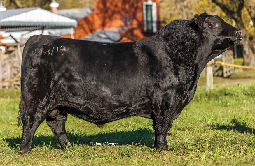 El último hijo de una de las grandes vacas de la historia de Surangus. Uno de los toros más completos producidos en Surangus, excelentes Dep s.