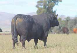 Inseminación artificial como ABS. El toro tiene una docilidad y facilidad de engorde y fertilidad muy destacable. En La actualidad está vendiendo 7.