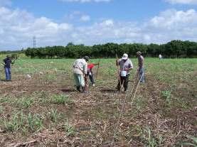 MANEJO DEL EXPERIMENTO Preparación del suelo Las fases de la preparación del suelo consistieron en tres pasadas de rastra agrícola.