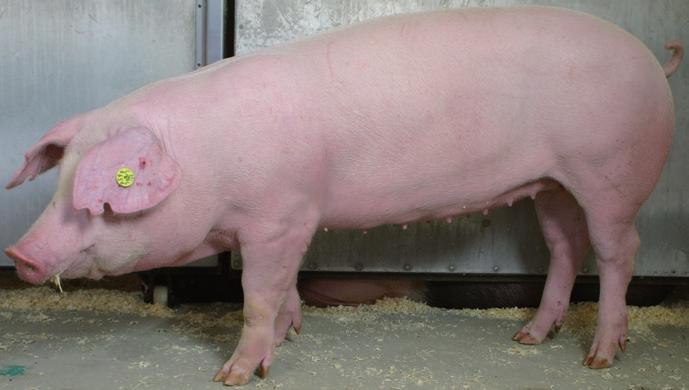 El Landrace Danés es un cerdo fuerte, con fuertes patas y es conocido por su prolificidad (alto número de lechones nacidos vivos) y su nivel reproductivo.