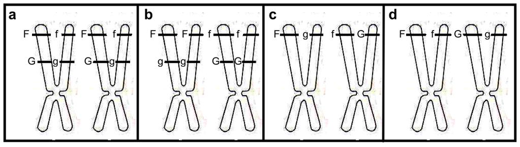 69. Los loci F y G se localizan en el cromosoma 1 Cómo se distribuyen los alelos de un individuo doble heterocigoto (FfGg) en el par de cromosomas homólogos de una célula en metafase mitótica?