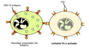 LA RESPUESTA CELULAR Si un linfocito Th con un receptor (TCR) adecuado se