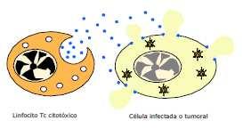 Los linfocitos Tc actúan an produciendo sustancias que destruyen las células c infectadas