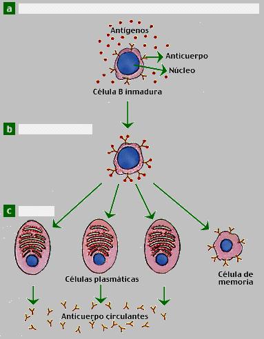 LA ESPECIFICIDAD ANTIGÉNICA NICA Y SELECCIÓN N CLONAL El sistema inmunitario puede distinguir dos moléculas muy similares, generando, entre otros aspectos, anticuerpos específicos para ambas.