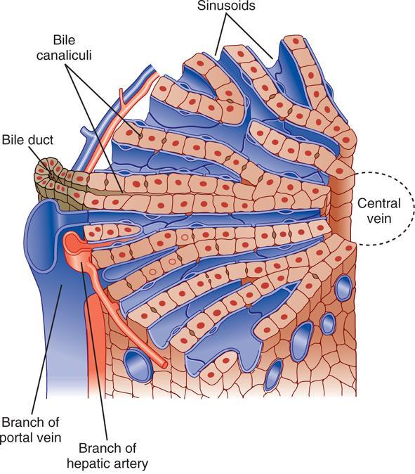 Representación diagramática del lóbulo hepático. Placas de hepatocitos se arreglan radialmente alrededor de la vena central.