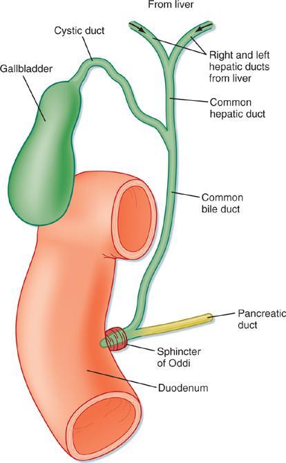 Anatomía funcional del sistema biliar Los hepatocitos son también el punto de origen del sistema biliar.