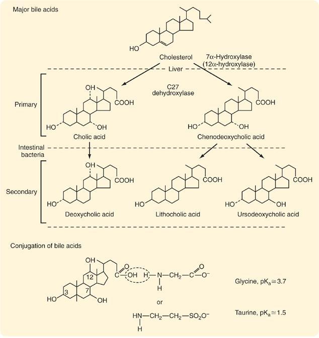 ÁCIDOS BILIARES: SÍNTESIS Estructuras y sitios de producción de los principales ácidos biliares primarios y secundarios de la bilis.