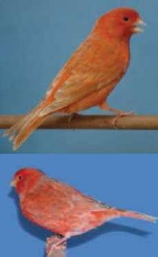 Como en todos los ejemplares de base roja el defecto más importante, es la presencia de plumas