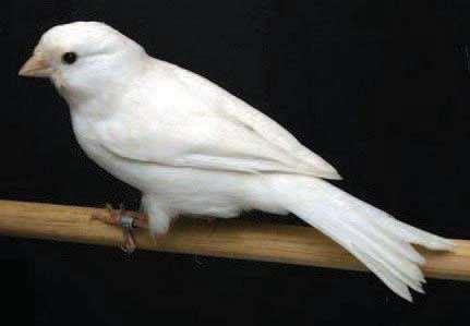 Para la COM El Isabela Opal no es un pájaro de exposición y no será juzgado.