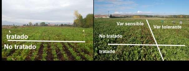 Tabla 4.2. Rendimiento en valores absolutos del peso, polarización, azúcar, IEA y VTIR-N de los ensayos de La Rioja. Siembra de primavera de 2014.