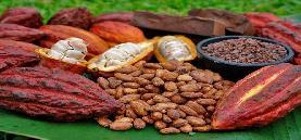 Uscuchagua Magno La producción mensual de cacao incrementó en 683.3% en comparación al mismo mes del año anterior, principalmente en los distritos de: Palcazu 1 % (163.5 t), Villa Rica 1 % (2.