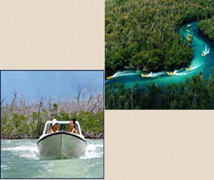 impacta significativamente los manglares lagunares con los siguientes riesgos: Pérdida
