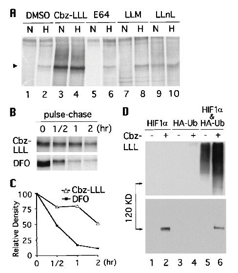 La degradacion de HIF-1a Depende