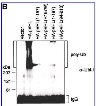 VHL tiene asociada actividad ubiquitina ligasa Células