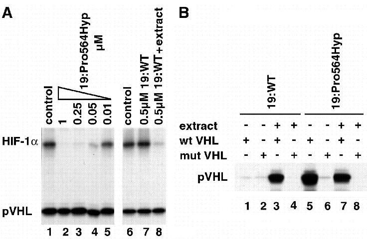 HIF-1a se une a VHL solo si la Pro564 esta hidroxilada