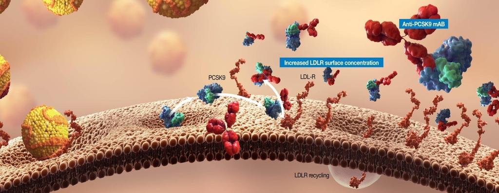 Bloquear la interacción receptor LDL y PCSK9 podría disminuir el cldl 1.