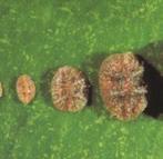Pulgones: Los pulgones son insectos chupadores con cuerpo globoso y blando de color verde, negro o café. Se encuentran en los brotes tiernos de las hojas y los botones florales.