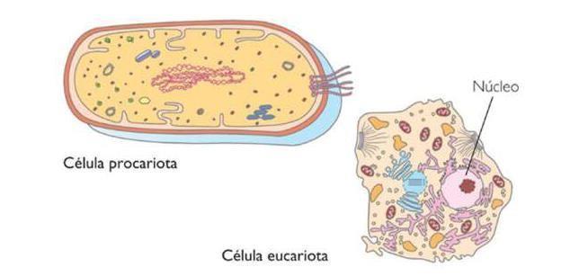Las PROCARIOTAS: son células que forman organismos como las bacterias.